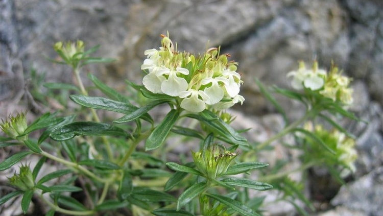 „BRANJE TRAVE IVE" NA OZRENU UVRŠTENO NA UNESKOVU REPREZENTATIVNU LISTU 1